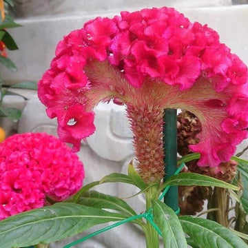 Dark Pink Celosia Seeds – Seasonal Bloomer
