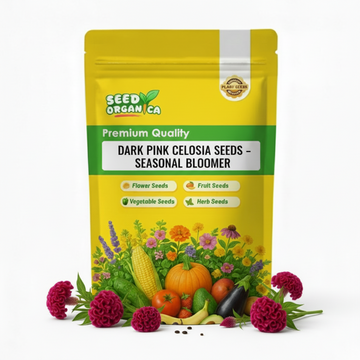 Dark Pink Celosia Seeds – Seasonal Bloomer