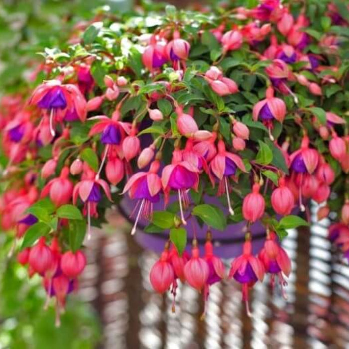 Dark Pink Fuchsia Seeds 