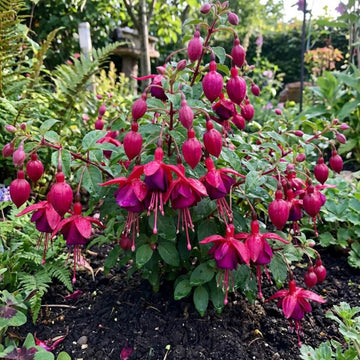 Dark Pink Fuchsia Seeds 