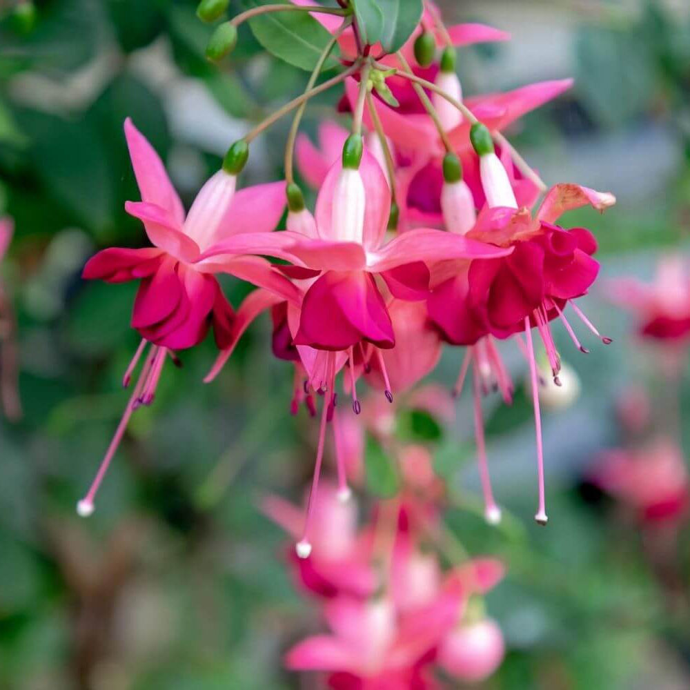 Dark Pink Fuchsia Seeds 