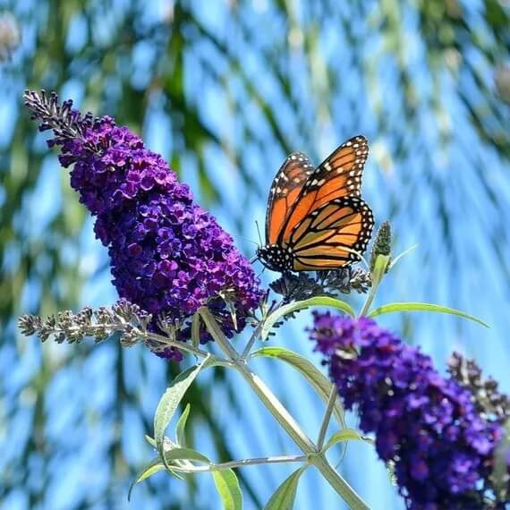 Dark Purple Butterfly Bush Seeds - Flower Plant