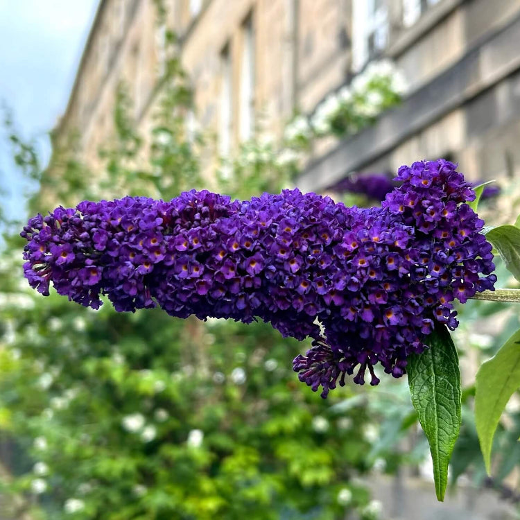 Dark Purple Butterfly Bush Seeds - Flower Plant