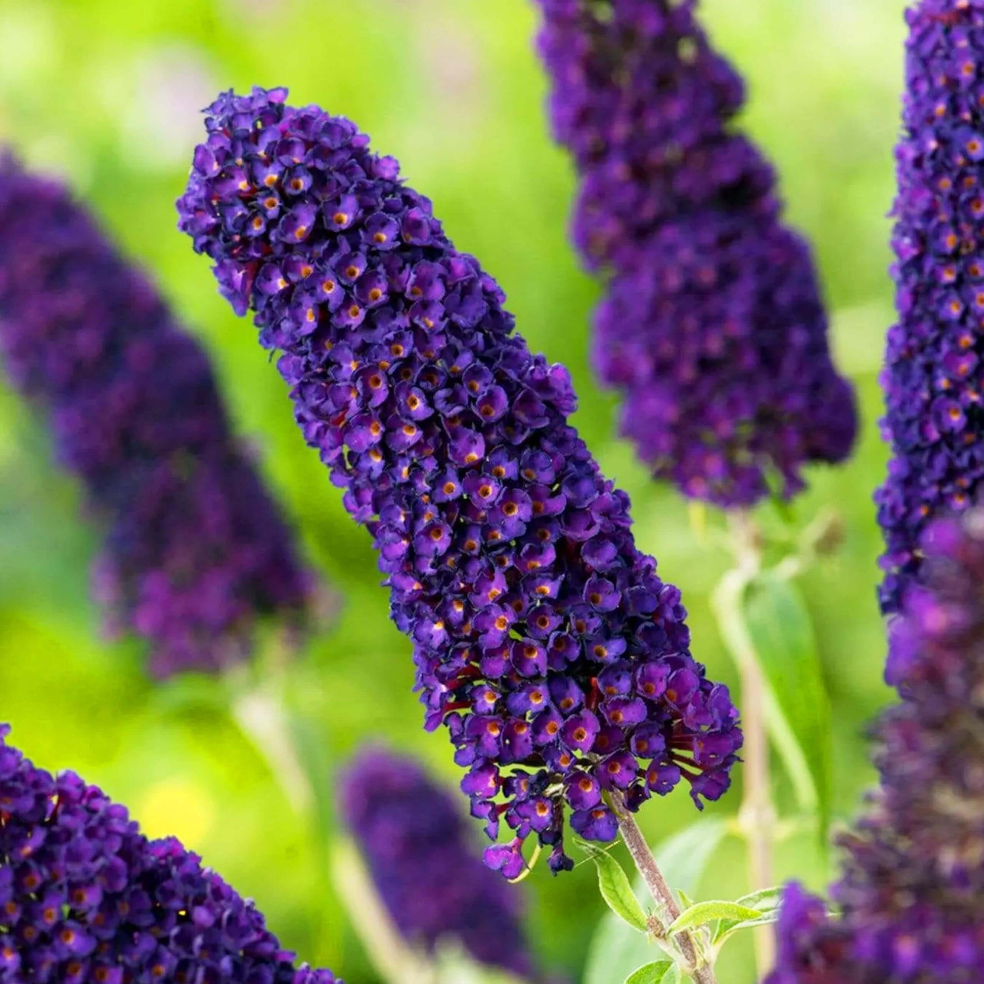 Dark Purple Butterfly Bush Seeds - Flower Plant