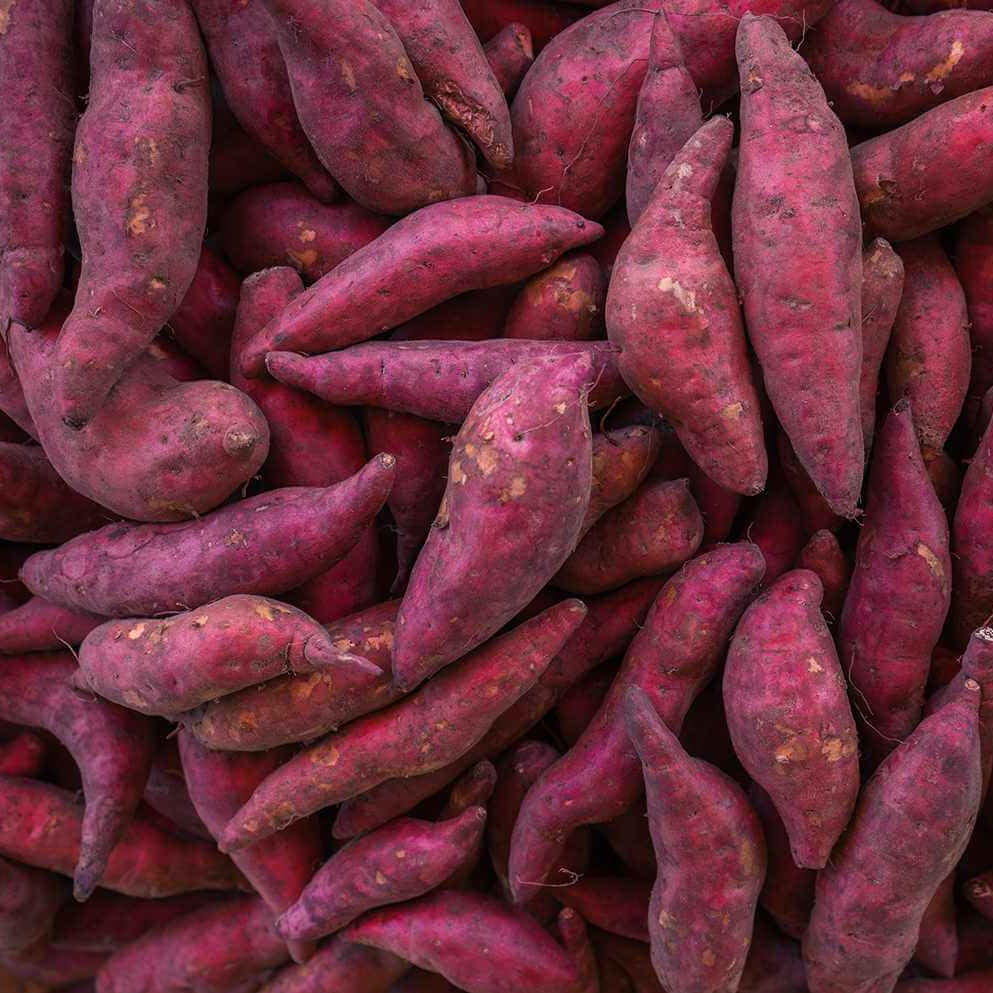 Dark Purple Sweet Potato Seeds -Vegetable Plant