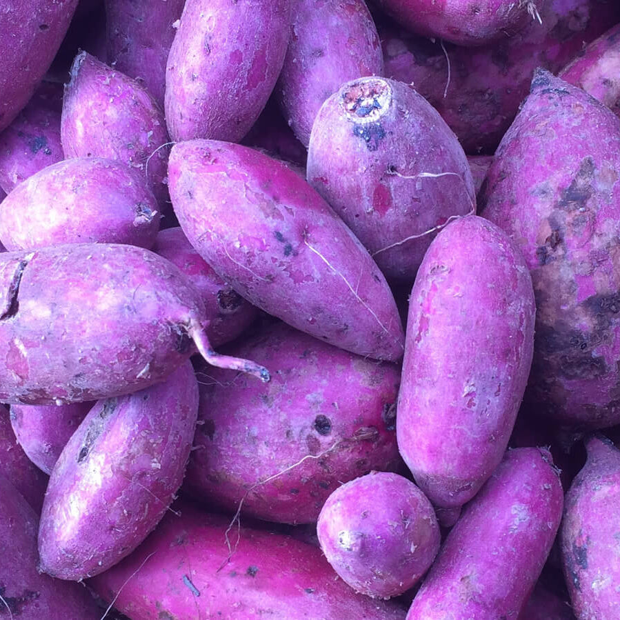 Dark Purple Sweet Potato Seeds -Vegetable Plant
