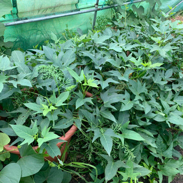 Dark Purple Sweet Potato Seeds -Vegetable Plant