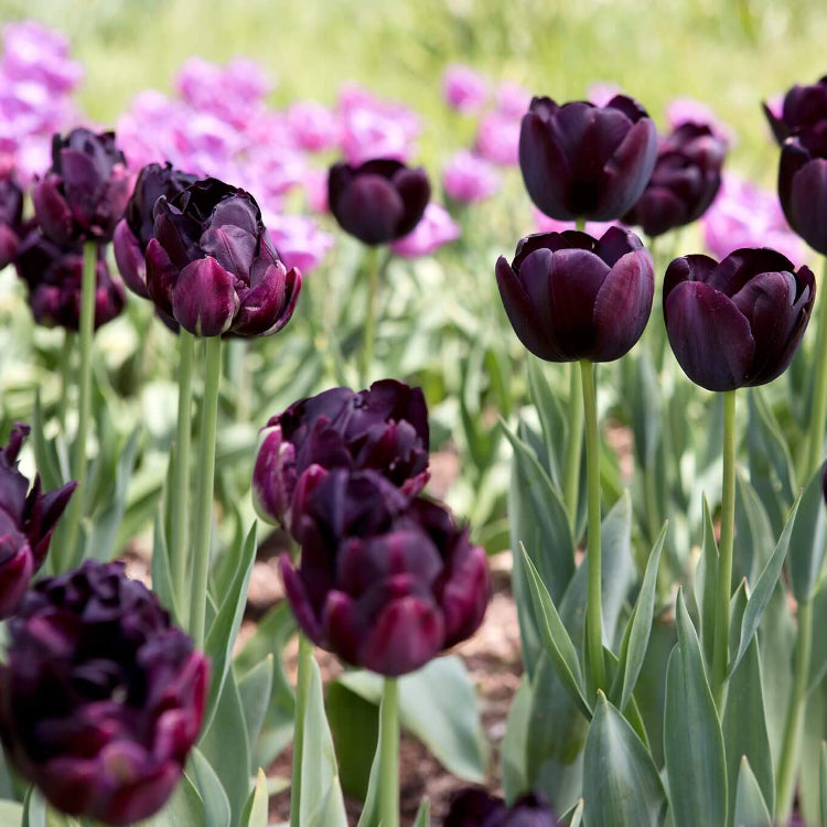 Dark Purple Tulip Seeds