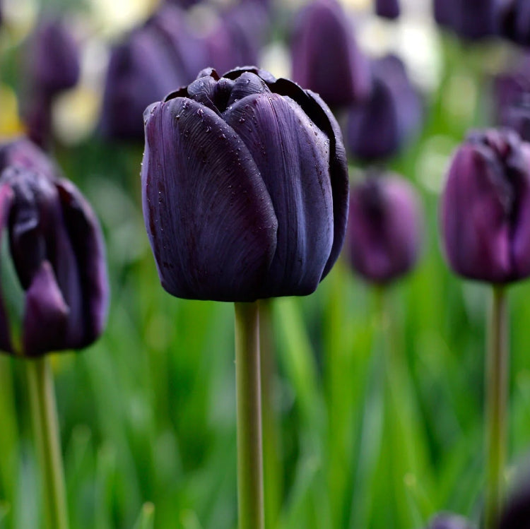 Dark Purple Tulip Seeds