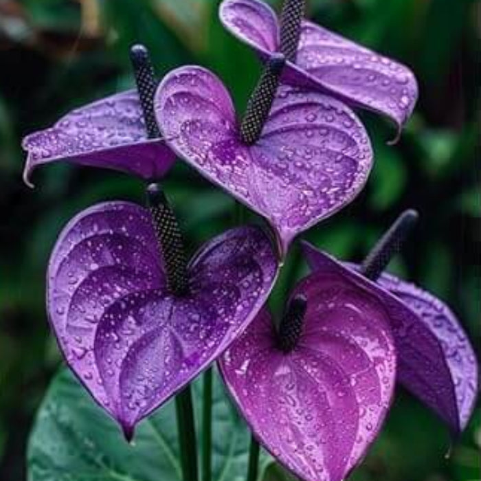 Dark Purple anthurium Seeds 