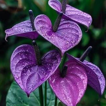 Dark Purple anthurium Seeds 