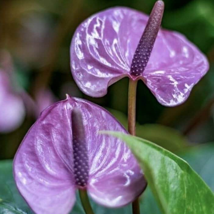 Dark Purple anthurium Seeds 