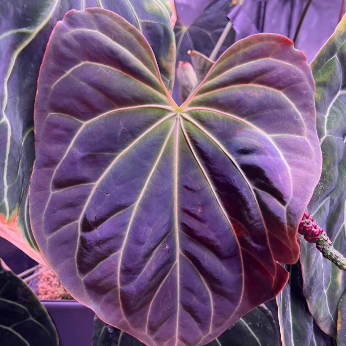 Dark Purple anthurium Seeds 