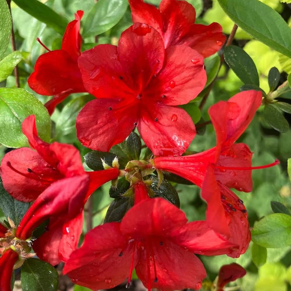 Dark Red Azalea Seeds