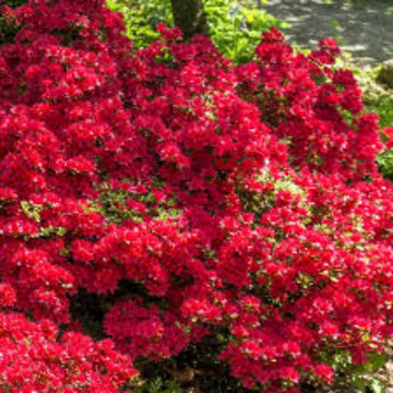 Dark Red Azalea Seeds