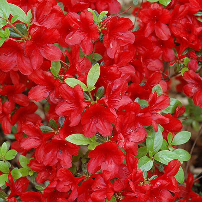 Dark Red Azalea Seeds