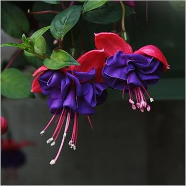 Dark Red Double Fuchsia Seeds