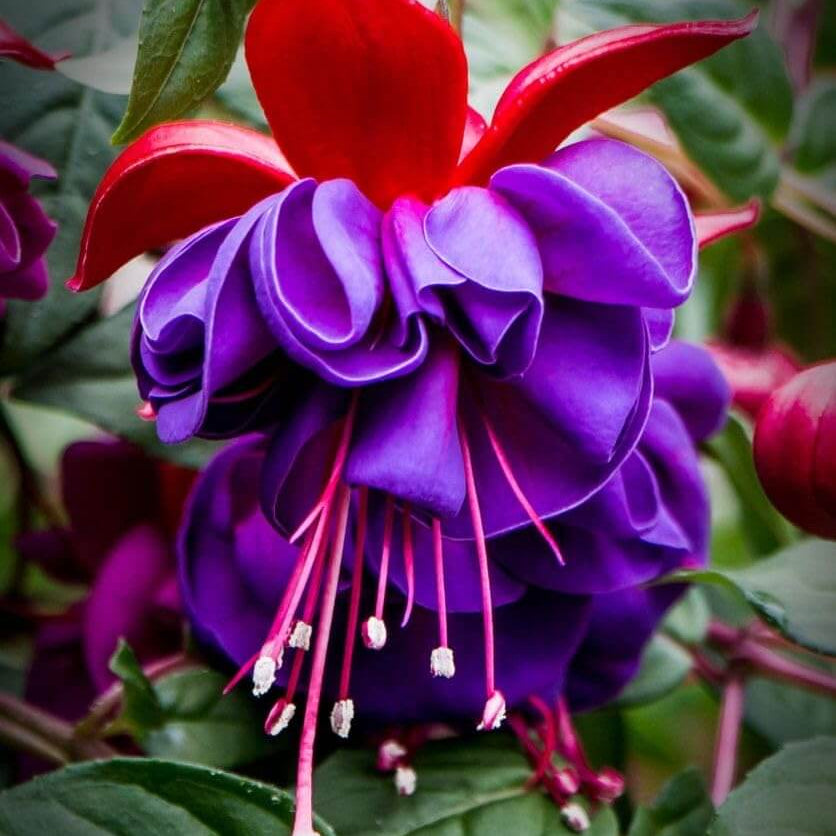 Dark Red Double Fuchsia Seeds
