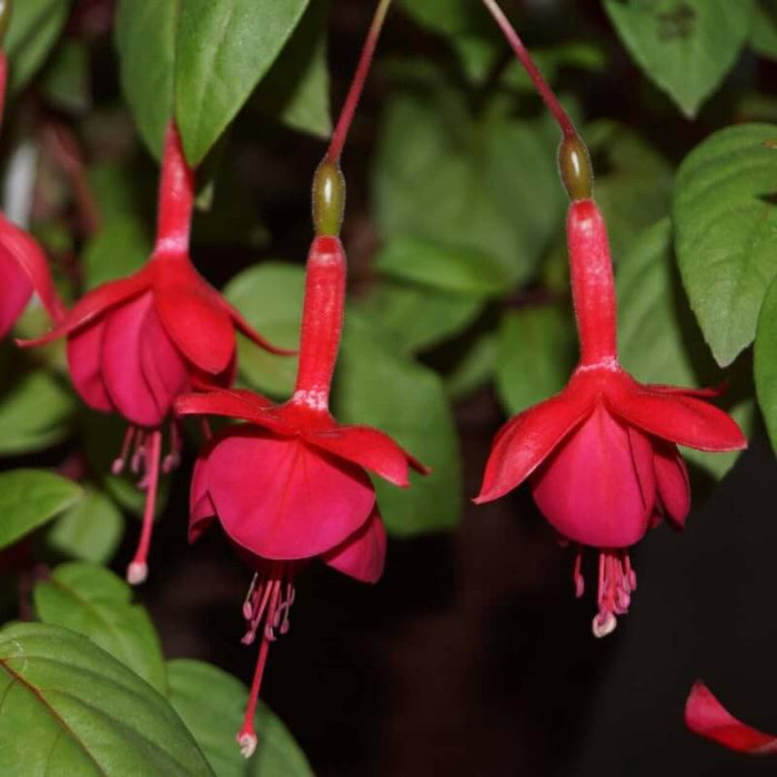  Dark Red Fuchsia Seeds