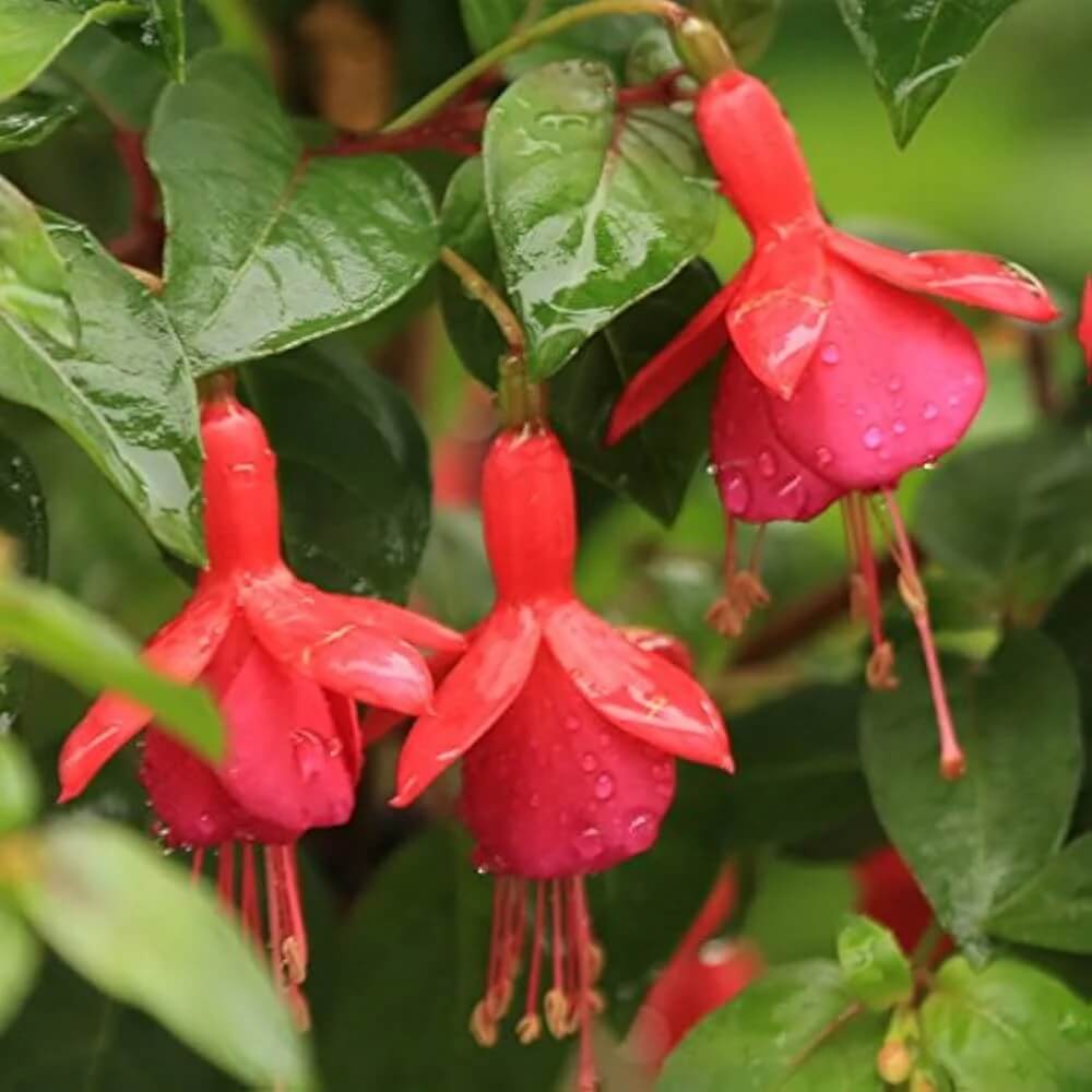  Dark Red Fuchsia Seeds