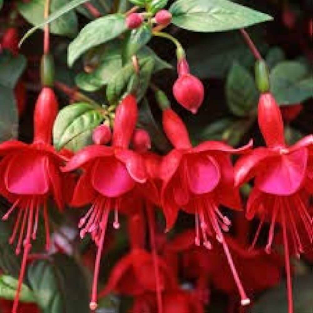  Dark Red Fuchsia Seeds