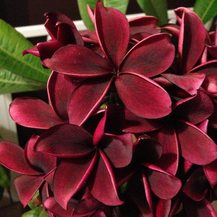 Dark Red Plumeria Seeds - Flower Plant