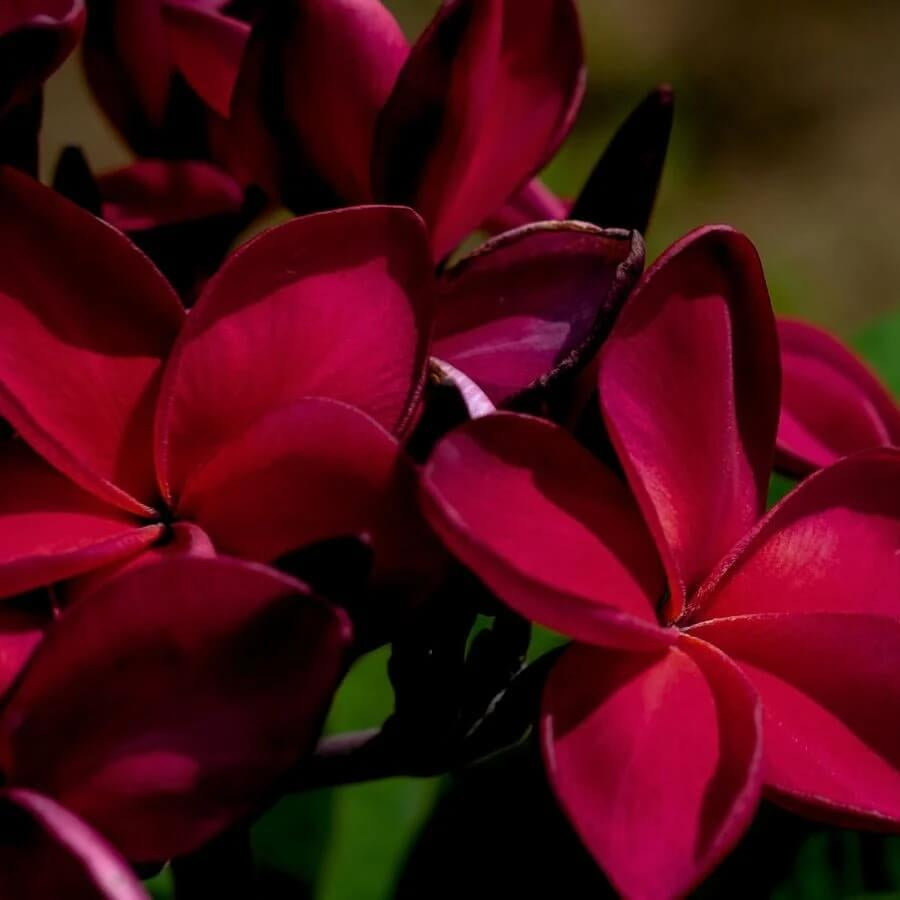 Dark Red Plumeria Seeds - Flower Plant