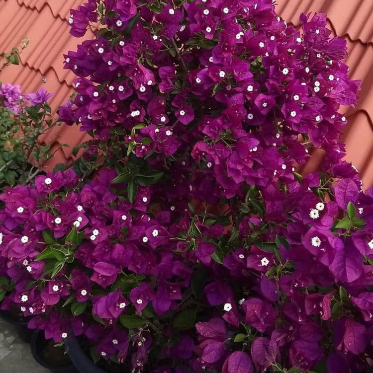 Dark Violet Bougainvillea Seeds - Flower Plant