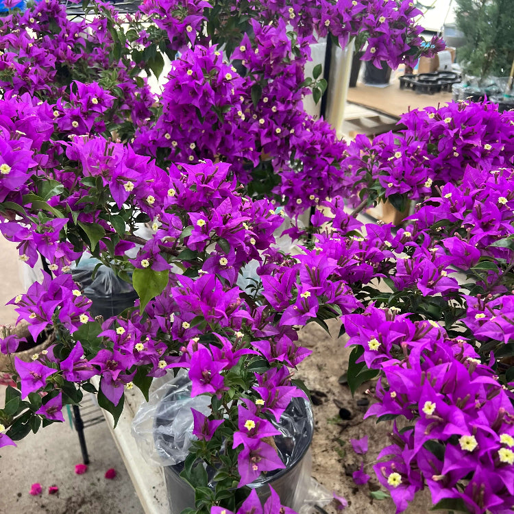 Dark Violet Bougainvillea Seeds - Flower Plant