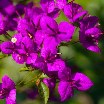Dark Violet Bougainvillea Seeds - Flower Plant