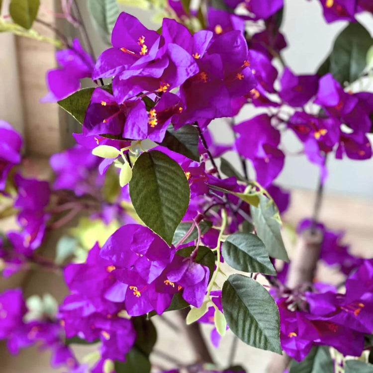 Dark Violet Bougainvillea Seeds - Flower Plant