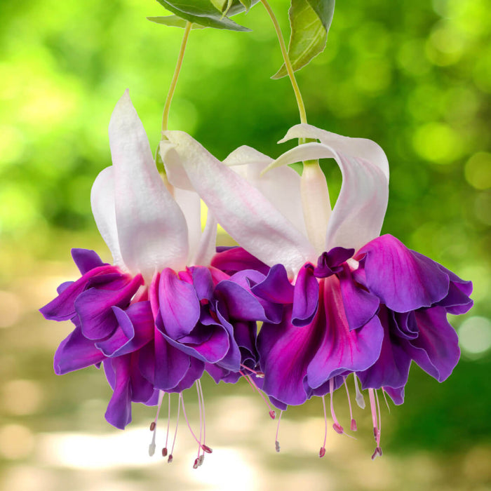 Dark Violet Fuchsia Seeds