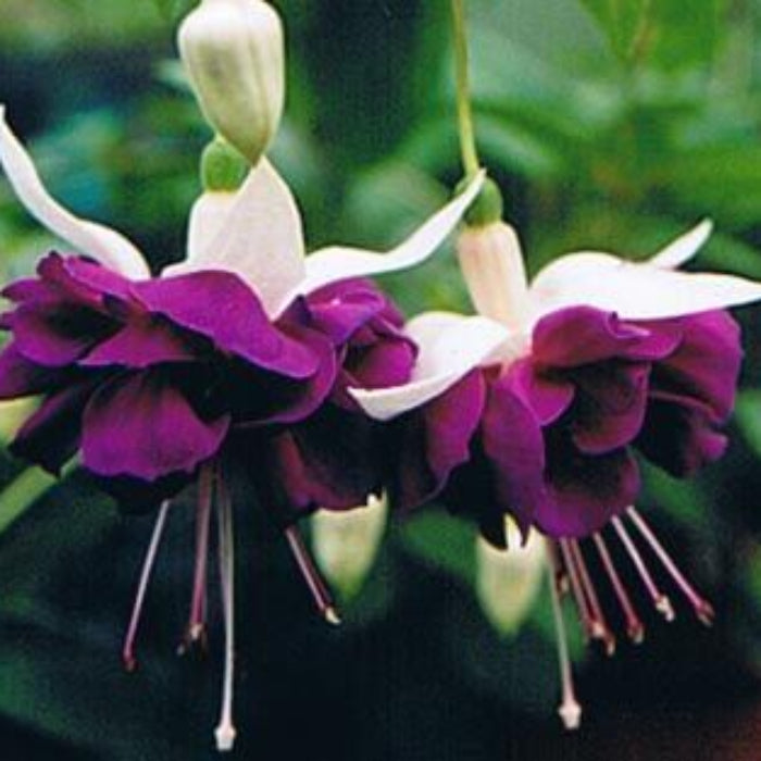 Dark Violet Fuchsia Seeds