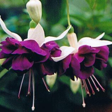Dark Violet Fuchsia Seeds