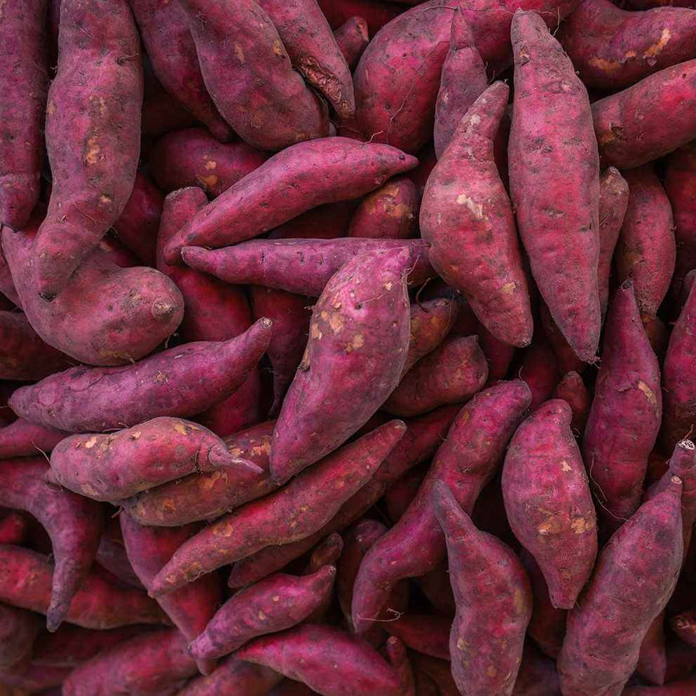 Dark Violet Sweet Potato Seeds - Vegetable Plant