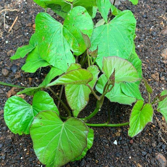 Dark Violet Sweet Potato Seeds - Vegetable Plant