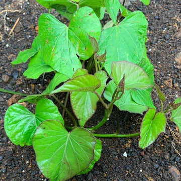 Dark Violet Sweet Potato Seeds - Vegetable Plant