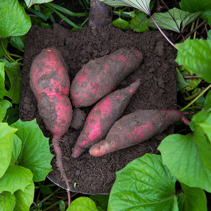 Dark Violet Sweet Potato Seeds - Vegetable Plant