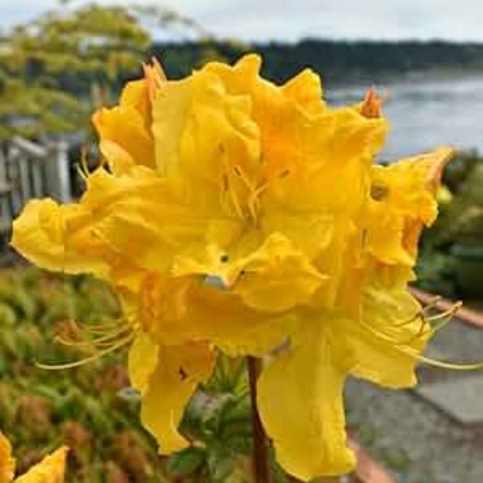 Dark Yellow Azalea Seeds