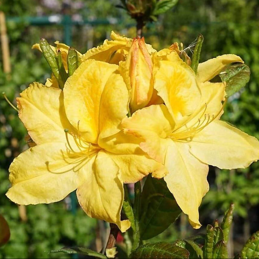 Dark Yellow Azalea Seeds