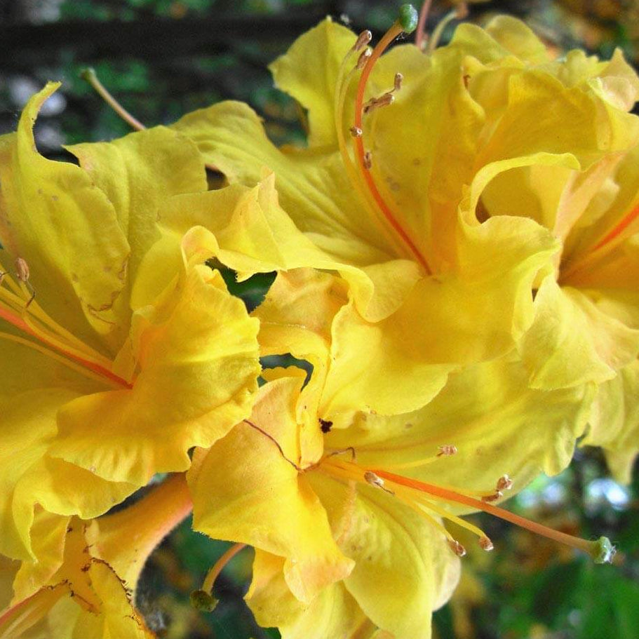 Dark Yellow Azalea Seeds