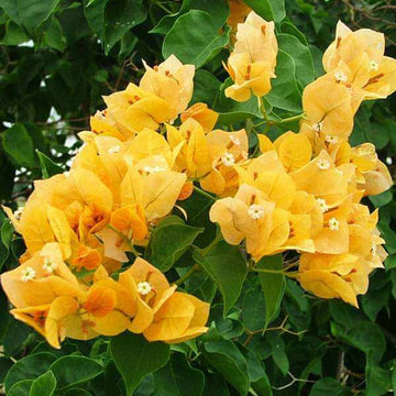 Dark Yellow Bougainvillea Seeds - Flower Plant