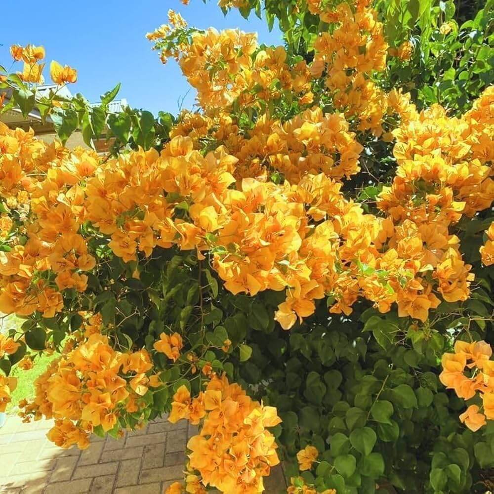 Dark Yellow Bougainvillea Seeds - Flower Plant