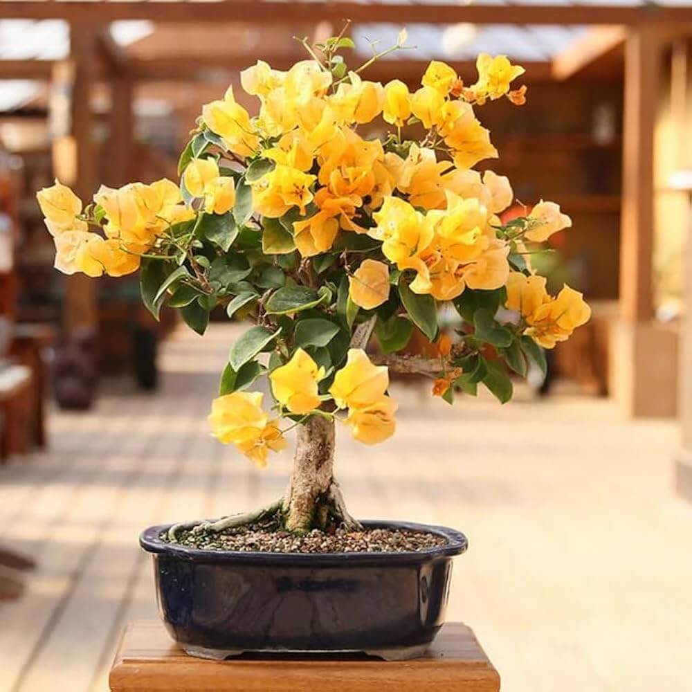Dark Yellow Bougainvillea Seeds - Flower Plant