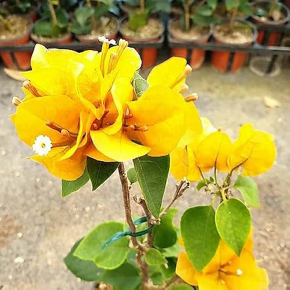 Dark Yellow Bougainvillea Seeds - Flower Plant