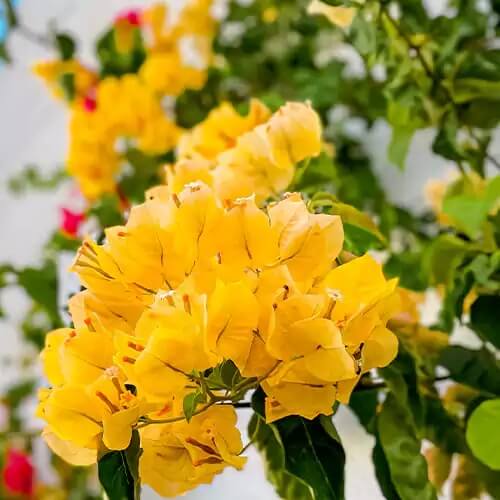 Dark Yellow Bougainvillea Seeds - Flower Plant