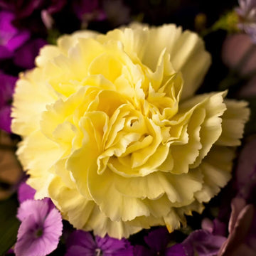 Dark Yellow Carnation Seeds 