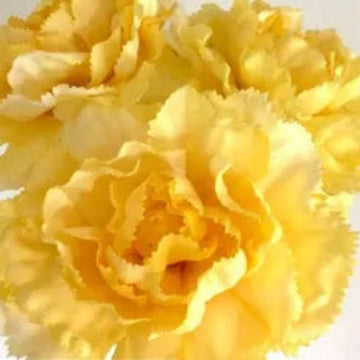Dark Yellow Carnation Seeds 
