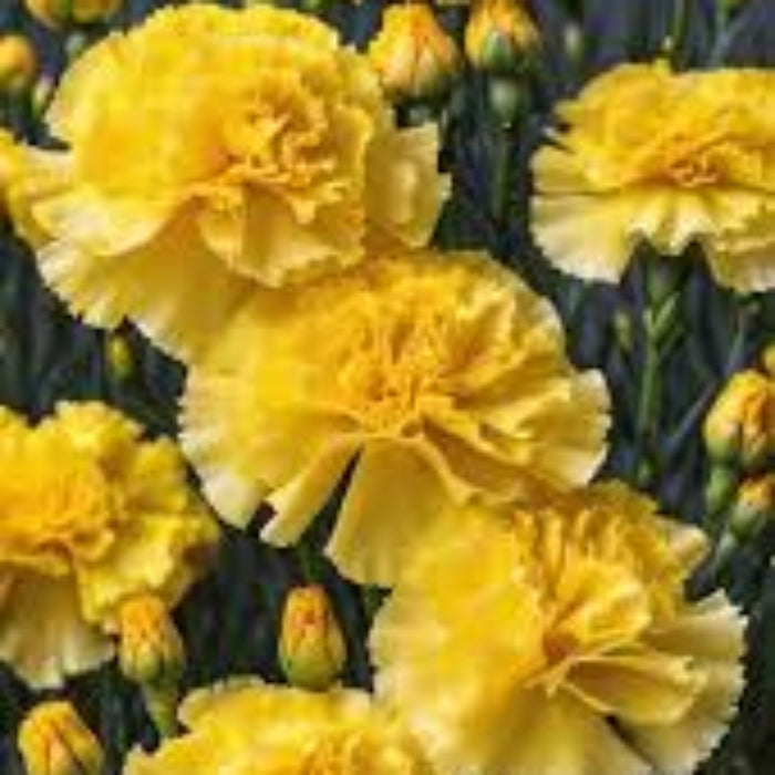 Dark Yellow Carnation Seeds 