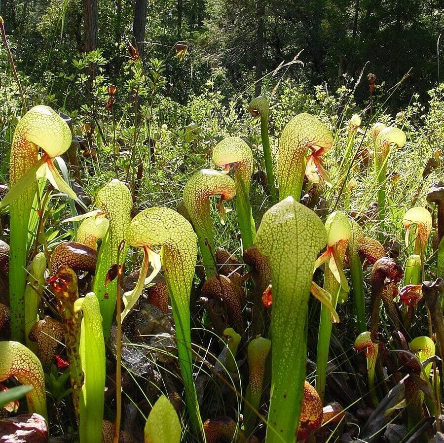 Darlingtonia Californica Seeds